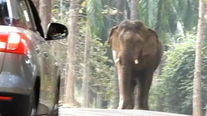 ಆನೆ ದಾಳಿಯಿಂದ ಕೂದಲೆಳೆಯಲ್ಲಿ ಪಾರಾದ ಕಾರು; ನಾಲ್ವರು ಜಸ್ಟ್ ಸೇಫ್!