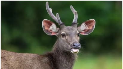 മ്ലാവിനെ വേട്ടയാടി പിടികൂടി ഇറച്ചി വില്പ്പന നടത്തി; ഒരാൾ പിടിയിൽ