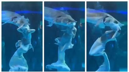 അക്വേറിയത്തിലെ 'മത്സ്യകന്യക'യുടെ തലയില്‍ കടിച്ച് സ്രാവ്, അത്ഭുതകരമായ രക്ഷപ്പെടല്‍; വീഡിയോ വൈറല്‍ 