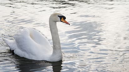Basant Panchami 2025: Why the swan is goddess Saraswati's sacred vehicle?