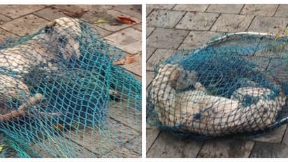 വള്ളികുന്നത്ത് 6 പേരെ ആക്രമിച്ച് നായ; 2 പേർക്ക് മുഖത്തുൾപ്പെടെ പരിക്ക്; നായയ്ക്ക് പേവിഷബാധ സ്ഥിരീകരിച്ചു