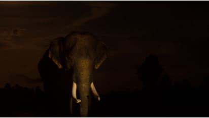 രാത്രിയിൽ വലിയ ശബ്ദം, വീട്ടുകാ‍ർ നോക്കിയപ്പോൾ ജനൽ തക‍ർക്കുന്ന കാട്ടാന; കുടുംബം രക്ഷപ്പെട്ടത് തലനാരിഴയ്ക്ക്