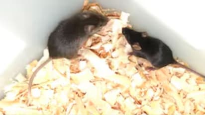 ಹೆಣ್ಣಿಲ್ಲದೇ ಕೇವಲ ಗಂಡಿನಿಂದ ಇಲಿ ಮರಿಗೆ ಜನ್ಮ ನೀಡಿದ ಚೀನಾ ವಿಜ್ಞಾನಿಗಳು