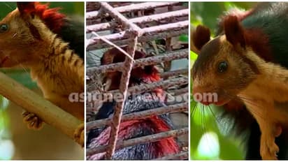 നാട്ടുകാരെ ആകെ ചുറ്റിച്ചവൻ, വളർത്തിയത് വനംവകുപ്പ് ജീവനക്കാർ, പുറത്ത് ചാടിയതോടെ വൻശല്യം,ഒടുവിൽ മലയണ്ണാൻ കൂട്ടിൽ