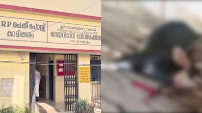 പുലി പിടിച്ച ആടിനെ പോസ്റ്റ്മോർട്ടം ചെയ്തത് ലൈവ്സ്റ്റോക് ഇൻസ്പെക്ടർ; കോൺഗ്രസ് പ്രതിഷേധം, പിന്നാലെ ഡോക്ടറെത്തി