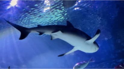 'അച്ഛനില്ല, അമ്മമാർ മാത്രം', ഗവേഷകരെ അമ്പരപ്പിച്ച് സ്രാവിന്റെ 'വിർജിൻ ബർത്ത്', ഡിഎൻഎ പരിശോധനയ്ക്ക് അധികൃതർ