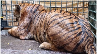 ಅಮ್ಮ ಬೈತಾರೆ ಬಿಡು, ಟಿ ಶರ್ಟ್ ಕಚ್ಚಿದ ಮೃಗಾಲಯದಲ್ಲಿ ಹುಲಿ ಬಳಿ ಅಂಗಲಾಚಿದ ಬಾಲಕ