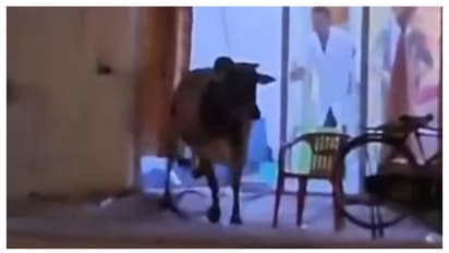 ഒമാനിൽ നിരത്തിലൂടെ വിരണ്ടോടി കാട്ടുപോത്ത്, കാറുമായി കൂട്ടിയിടിച്ചു; വീഡിയോ വൈറൽ