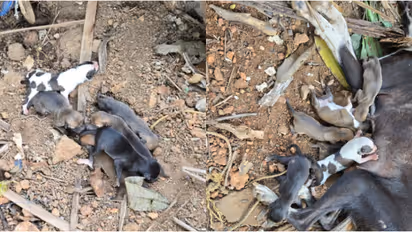 'മൂര്ഖന്റെ കടിയേറ്റതറിഞ്ഞില്ല, പാല് കുടിച്ച നായകുഞ്ഞുങ്ങളും പോയി' പാമ്പ് കടിയേറ്റ് 4 ജീവൻ പോയെന്ന് വീട്ടുകാർ