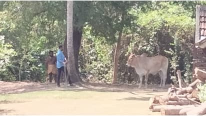 കശാപ്പിനായി കൊണ്ടുവന്ന കാള വിരണ്ടോടി; വീട്ടമ്മയെ കുത്തി വീഴ്ത്തി