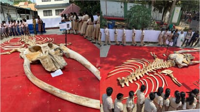 ചെമ്മീൻ, ഞണ്ട്, കൂന്തൽ, നീരാളി, ഭീമൻ തിമിംഗലത്തിന്റെ അസ്ഥികൂടം.. കടലാഴങ്ങളിലെ വിസ്മയ കാഴ്ചകളുമായി സിഎംഎഫ്ആർഐ