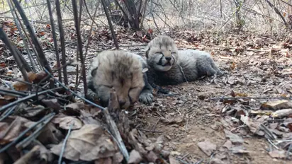 Cheetah family in India grows to 26 after birth of two cubs at Kuno National Park (WATCH)