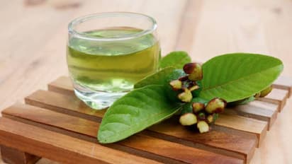 guava leaf tea