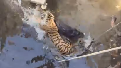 വിശ്വസിക്കാനാവാതെ നാട്ടുകാർ, വൈറലായി ദൃശ്യങ്ങൾ, ഇരയും വേട്ടക്കാരനും ഒരേ കിണറ്റിൽ, പിന്നെന്തുണ്ടായി?