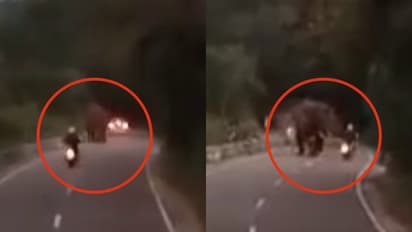 யானை நிற்பது தெரிந்தும் அசால்டாக சென்ற ஜெர்மனி சுற்றுலா பயணி.! தூக்கி வீசியதில் துடிதுடித்து பலி