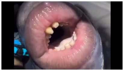 ಅದರಂ ಮಧುರಂ... ಈ ಮೀನಿನ ತುಟಿಗಳ ನೋಡಿ ಸುಂದರಿಯರು ಹೊಟ್ಟೆ ಉರ್ಕೋಳೋದು ಪಕ್ಕಾ