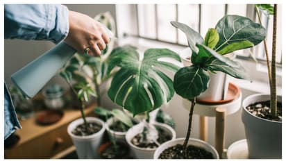 വേണം ഇൻഡോർ പ്ലാന്റുകൾക്ക് സംരക്ഷണം! 