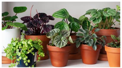 Snake Plant: ప్రతి ఒక్కరూ ఇంట్లో కచ్చితంగా ఈ మొక్క పెంచాలి..ఎందుకో తెలుసా?