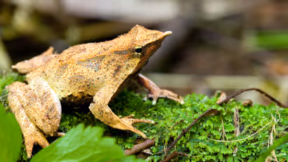 വില്ലനായി പൂപ്പൽബാധ, 11000 കിലോമീറ്റർ അകലേക്ക് മാറ്റിപ്പാർപ്പിച്ച 'തവളയച്ഛൻ' ജന്മം നൽകിയത് 33 കുഞ്ഞുങ്ങൾക്ക്