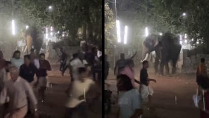 എരുമപ്പെട്ടിയിൽ ഭരണിവേല എഴുന്നള്ളിപ്പിനിടെ ആനയിടഞ്ഞു; ചിതറിയോടി ആളുകൾ, എലഫന്റ് സ്ക്വാഡെത്തി തളച്ചു