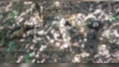 കണ്ടെത്തിയത് പട്രോളിംഗ് നടത്തിയ ഫോറസ്റ്റ് വാച്ചർമാർ; വയനാട് കുറിച്യാട് ഉൾവനത്തിനുള്ളിൽ ചത്ത നിലയിൽ 3 കടുവകൾ