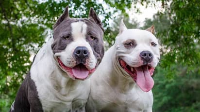 475 വർഷം തടവ്, 57 -കാരൻ വളർത്തിയത് 100 -ലേറെ നായകളെ, എല്ലാം ഇതിന് വേണ്ടി 