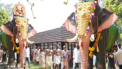 തലയെടുപ്പിൽ കേമൻ, ഇടയില്ല, ആരെയും ആക്രമിക്കില്ല, ഭക്ഷണവും വെള്ളവും വേണ്ടേ വേണ്ട, 'കോമ്പാറ കണ്ണന്' വൈറലാണ്