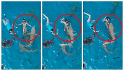 സ്രാവുകൾക്കൊപ്പം നീന്തുമ്പോൾ ഭാര്യയുടെ കൈ അറിയാതെ സ്രാവിന്റെ വായിലേക്ക്; വീഡിയോ പങ്കുവച്ച് ഭർത്താവ്