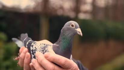 இந்த புறாவின் விலை 100 BMW கார்களை விட அதிகம்; அம்மாடியோவ்! அப்படி என்ன ஸ்பெஷல்?