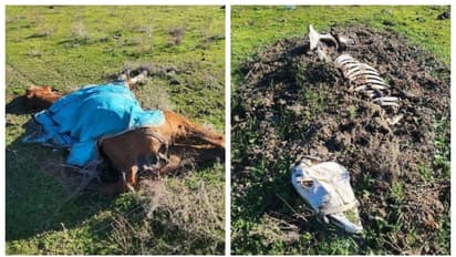 പറമ്പിന്റെ പല ഭാഗത്തായി ചത്ത് കിടന്നത് 27 കുതിരകൾ; പരാതി, അന്വേഷണം, ഒടുവില് ഉടമയായ 67 -കാരി അറസ്റ്റില്