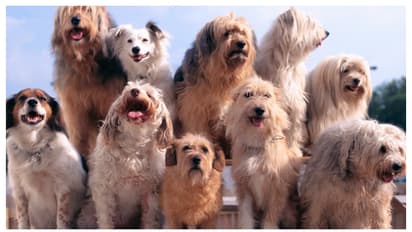 വീട്ടിൽ ഒന്നിലധികം വളർത്തുമൃഗങ്ങൾ ഉള്ളവരാണോ നിങ്ങൾ? എന്നാൽ ഇതൊക്കെ ശ്രദ്ധിച്ചിരിക്കണം  