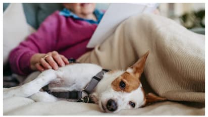 ഈ ഭക്ഷണങ്ങൾ വളർത്ത് മൃഗത്തിന് കൊടുക്കുന്നുണ്ടോ? എങ്കിൽ സൂക്ഷിക്കണം 