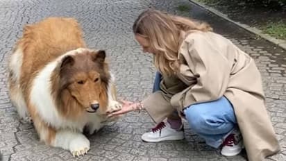 ഒരുപാടുകാലത്തെ മോഹം, 12 ലക്ഷം മുടക്കി 'നായ'യായി യുവാവ്, തന്നെപ്പോലെയാവാന് ആഗ്രഹിക്കുന്നവര്ക്കായി മൃഗശാലയും