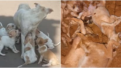 അതിക്രൂരം; തെരുവുനായയേയും ആറ് കുഞ്ഞുങ്ങളേയും കമ്പിപ്പാരകൊണ്ട് അടിച്ചുകൊന്നു കുഴിച്ചിട്ടു, കേസെടുത്ത് പൊലീസ്