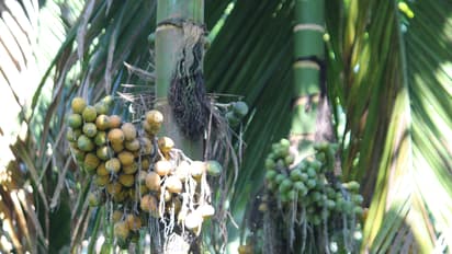 ಅಡಕೆ ಫಸಲಿಗೆ ಭಾರಿ ಹೊಡೆತ: ಶೇ.50ರಷ್ಟು ಉತ್ಪಾದನೆಯೇ ಇಲ್ಲ!