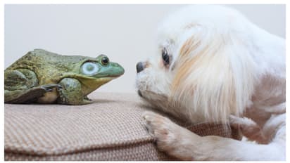 ವಾಸ್ತು ದೋಷ ಇದ್ಯಾ? ಈ ಪ್ರಾಣಿಗಳನ್ನು ಮನೆಯಲ್ಲಿ ಸಾಕಿ ನೋಡಿ..