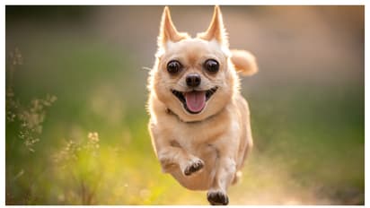 നായ്ക്കളുടെ വികാരങ്ങൾ മനസിലാക്കാന് മനുഷ്യന് കഴിയില്ലെന്ന് പഠനം