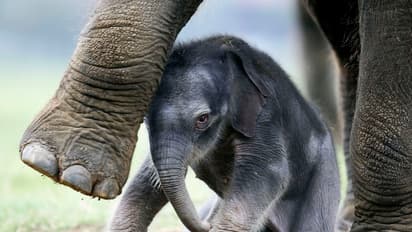 Experience wildlife like never before: India’s first virtual reality safari opens in Hyderabad