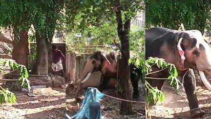 'ബ്രഹ്മണിയ ഗോവിന്ദൻകുട്ടി' ഇടഞ്ഞു, സ്കൂട്ടറും വീടിന്‍റെ മതിലും തകർത്തിട്ടും കലയടങ്ങിയില്ല, ഒടുവിൽ തളച്ചു