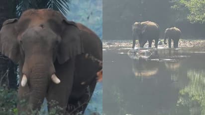 'നാടുകാണാനിറങ്ങിയതാ'! രണ്ട് ജില്ലകളിലും ഇന്നെത്തിയത് നേരത്തെ കാടു കയറ്റി വിട്ട കാട്ടാനകള്