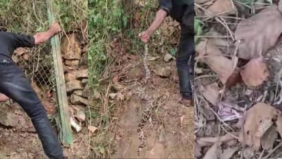 റബര് ടാപ്പിങിനിടെ തൊഴിലാളിയെ കടിച്ചു, പിന്നാലെ ഇഴഞ്ഞുനീങ്ങി മാളത്തിലൊളിച്ചു, പെരുമ്പാമ്പിനെ പിടികൂടി