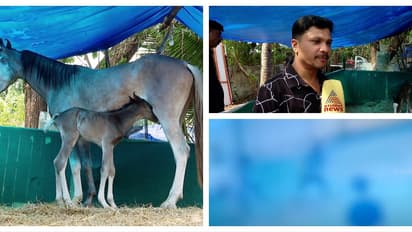 'പേടിച്ചത് പോലെ ഒന്നും സംഭവിച്ചില്ല, 'ദിയ'യ്ക്ക് ആൺകുഞ്ഞ്'; എല്ലാവരും ഹാപ്പിയാണെന്ന് ഉടമ ഷാനവാസ്