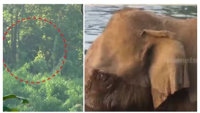 മസ്തകത്തില് മുറിവേറ്റ ആനയുടെ തുടര്ചികിത്സ ചീഫ് ഫോറസ്റ്റ് വെറ്റിനറി ഓഫീസറുടെ നിർദേശം ലഭിച്ച ശേഷമെന്ന് ഡിഎഫ്ഒ