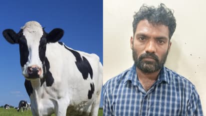 പുറമേയ്ക്ക് ഗോശാല 'സൂക്ഷിപ്പുകാരന്', പെരുമ്പാവൂരില് പശുക്കളെ മോഷ്ടിച്ച് വിറ്റ് തട്ടിയത് 5 ലക്ഷം രൂപ!