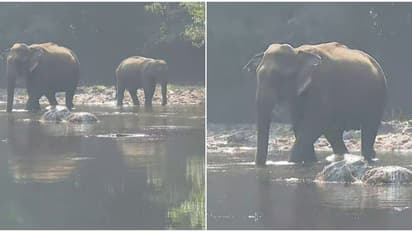 അവശത കാരണം വെള്ളത്തിൽ നിലയുറപ്പിച്ചത് 12 മണിക്കൂർ; പത്തനംതിട്ടയിൽ ചരിഞ്ഞത് ഗർഭിണിയായ കാട്ടാന 
