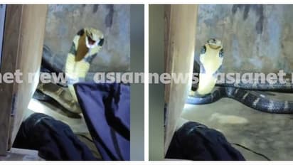 15 അടിയോളം നീളം, പത്തി വിടർത്തി ചീറ്റി, പിടിതരാന്‍ കൂട്ടാക്കാതെ രാജവെമ്പാല, പിടികൂടിയത് ശുചിമുറിയിൽ നിന്ന്