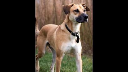 7 Best Indian Dog Breeds for Beginner Pet Parents