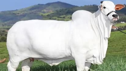 ₹40 ಕೋಟಿಗೆ ಮಾರಾಟವಾದ ನೆಲ್ಲೂರು ತಳಿ ಹಸು; ತೂಕ, ಬೆಲೆಯಲ್ಲಿ ಗಿನ್ನೆಸ್ ದಾಖಲೆ