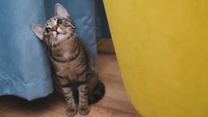 ടോയ്ലെറ്റിലെ വെള്ളം കുടിച്ചു, അഴുകിത്തുടങ്ങിയ ഭക്ഷണം കഴിച്ചു, കൊടുംചൂടിൽ 'മിറാക്കിൾ' അതിജീവിച്ചത് ഒരുമാസം