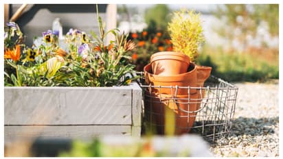 വീട്ടിലൊരു ചെറിയ പൂന്തോട്ടം ആയാലോ? ഇത് ചെയ്ത് നോക്കൂ